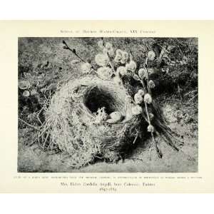 1905 Print Birds Nest Eggs Study Helen Cordelia Angell Female Painter 
