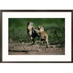 Black tailed prairie dog pups wrestling on a burrow Animals Framed Art 