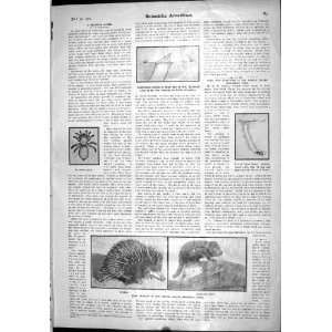  Scientific American 1904 Trapdoor Spider Echidna Tasmanian 