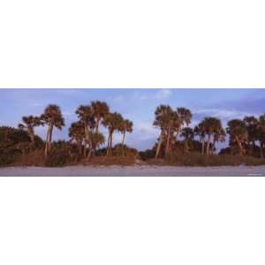 Trees on the Beach, Caspersen Beach, Venice, Sarasota County, Florida 