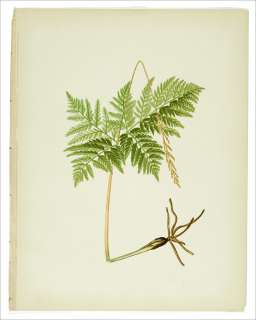 1882 Beautiful Ferns~Large VIRGINIAN GRAPE FERN Print  