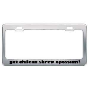 Got Chilean Shrew Opossum? Animals Pets Metal License Plate Frame 