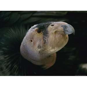  A Young California Condor, the First Hatchling Born in 