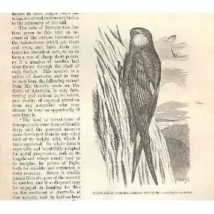    Australian Needle Tailed Swallow Birds 1862