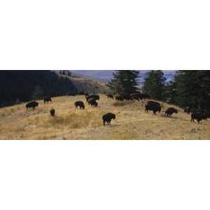 Bisons Grazing, National Bison Range, Moiese, Montana, USA Stretched 