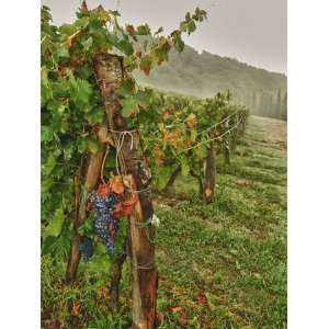  Chianti Grapes Ready for Harvest, Greve, Tuscany, Italy 