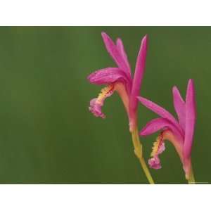  Close up of Native Orchids (Arethusa), Michigan, USA 