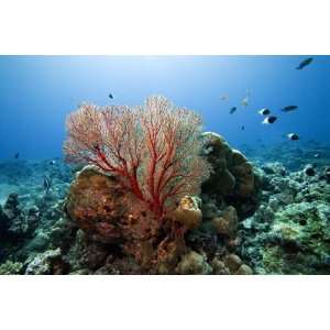  Underwater Reef by Johnny Haglund, 72x48