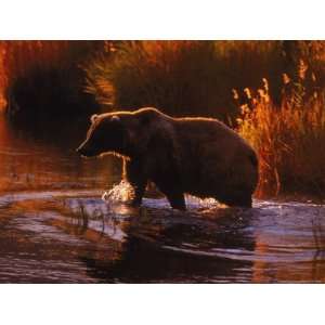  Grizzly Bear, Ursus Arctos Middendorffi, AK Photographic 