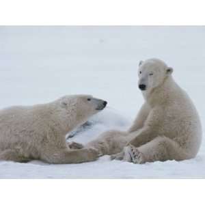  A Pair of Polar Bears, Ursus Maritimus, Sit in a Snowy 