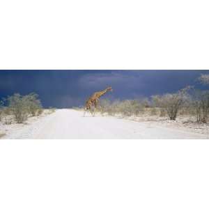  Giraffe and Storm Clouds, Etosha National Park, Namibia 