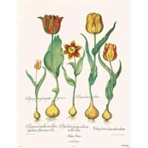  Tulipa Lutea artist Basilus Besler 17x21