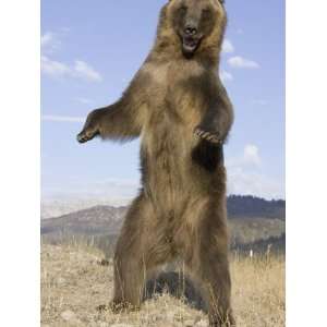  A Grizzly Bear Standing Upright, Ursus Arctos, North 
