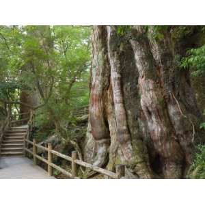  Kigensugi Giant Sugi Cedar Tree, Estimated to Be 3000 