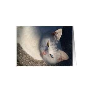  White cat, green eye, blue eye Card Health & Personal 