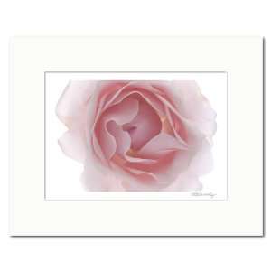  Matted photograph Light Pink Rose. Size 14 x 11 inches 