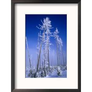 Hoarfrosted Trees, Yellowstone National Park, Wyoming, USA Collections 
