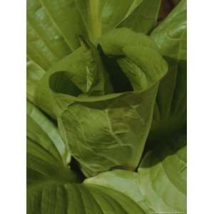 Fresh Leaves Unfurl from the Center of a Skunk Cabbage 