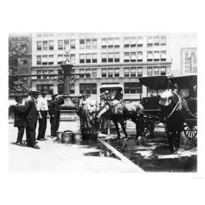  Horses Drinking Water on a Hot Day Photograph   New York 