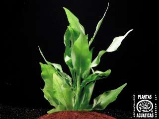 Bund Spathiphyllum petite, Speerblatt, barschfest  