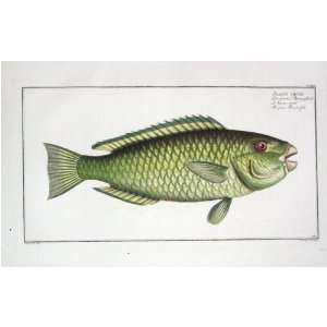 Marcus E Bloch Fish Print   Green Parrot Fish Fine Art Reproduction 