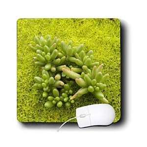  Spanish Nature   Stonecrop (Sedum album) growing on a carpet of moss 