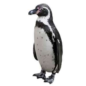  Humboldt Penguin   Peel and Stick Wall Decal by 