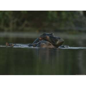 Hippopotamuses Swim in a Deep Pool in Gabons Loango National Park 