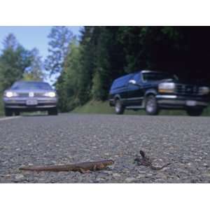  Rough Skinned Newts Crossing a Highway, , Taricha 