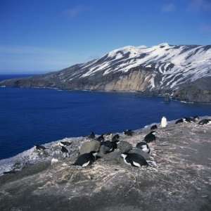 Chinstrap Penguins on the Rocks on the Coast of Deception Island 