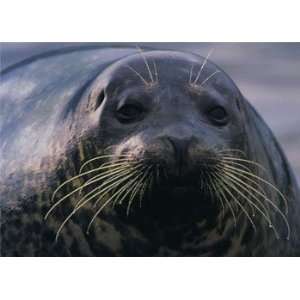  Harbor Seal, Sea Lions & Seals Note Card, 7x5