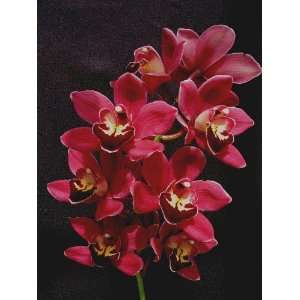 Cymbidium Black Silk Dreamer Hybrid Orchid Plant  