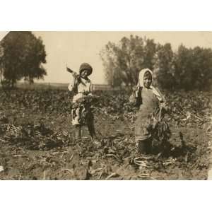  1915 child labor photo Luft family, farm near Sterling 