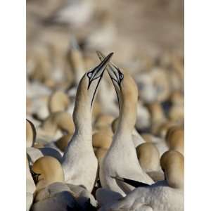  Cape Gannet (Morus Capensis) Pair Necking, Bird Island 