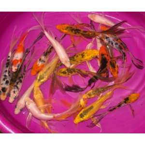  3 lot 4 in Butterfly Koi Live Pond Fish 