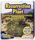 Dunecraft #rp0058   Resurrection Plant