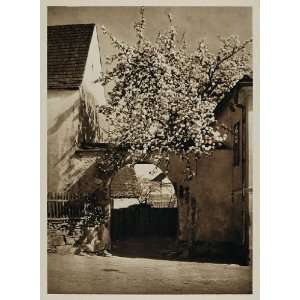 1928 Spring Tree Wachau Valley Austria Photogravure   Original 