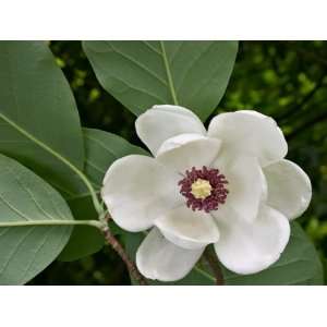  10 Oyama Magnolia Tree Seeds Patio, Lawn & Garden