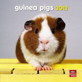 Guinea Pigs 2012 7X7 Mini Calendar by BrownTrout Publishers Inc 