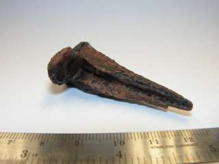Dinosaur Fossil Triceratops Dbl Rooted Tooth Rep CKPR62  