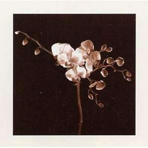 Klaus Mischke   Dogwood  Sepia Photo Size 9.75x9.75 by Klaus Mischke 