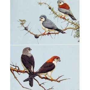   Eagles Hawks & Falcons African Pygmy Falcon Bird Plate