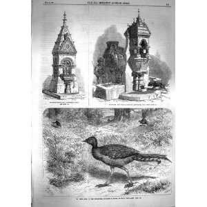   1867 Lyre Bird RegentS Park Fountain Battersea Cattle