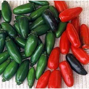  Serrano Hot Pepper 48 Plants   Great for Salsa Patio 