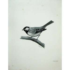   1908 Great Titmouse Parus Major Adult Male Bird Plate