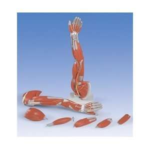  Muscle Arm, 6 part, 3/4 Life Size 