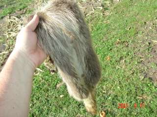 Raccoon pelt trapper harvested tanned skin wild fur  