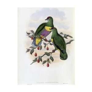    John Gould   Solomon   Island Fruit   Pigeon Giclee