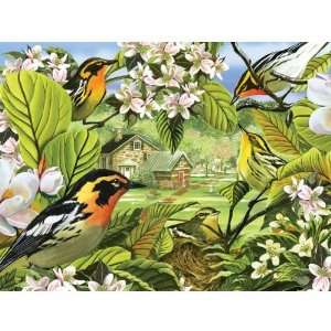 Blackburnian Warblers 500 pieces   (Puzzles)