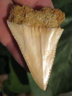 Inch GREAT WHITE SHARK Tooth Fossil Teeth Megalodon  